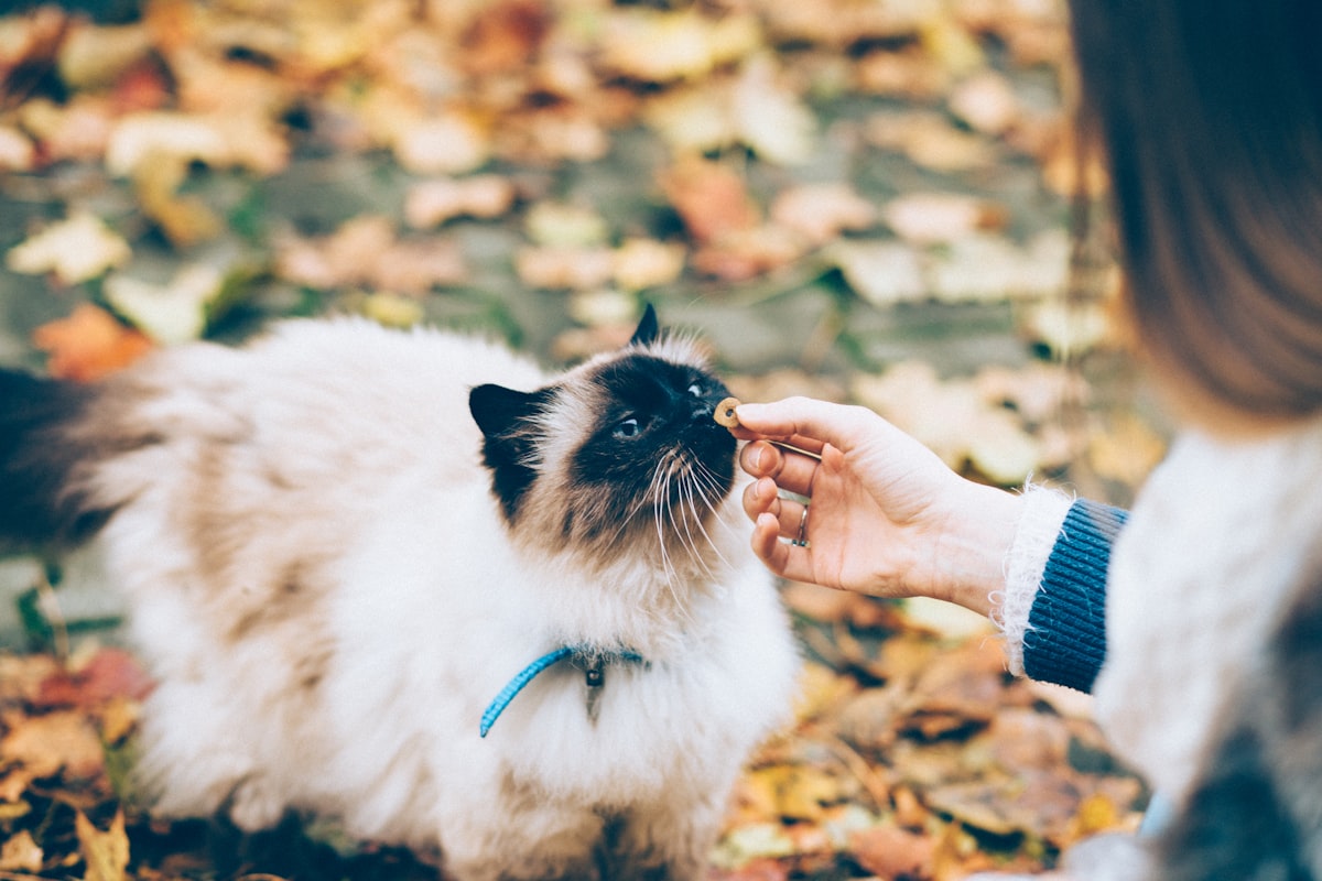 Royal Canin корм для собак и котов