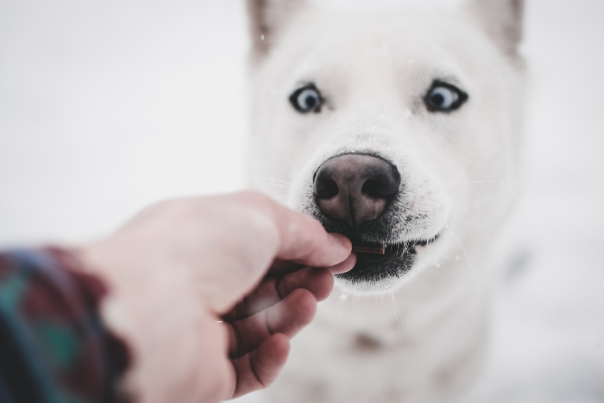 Royal Canin корм для собак и котов