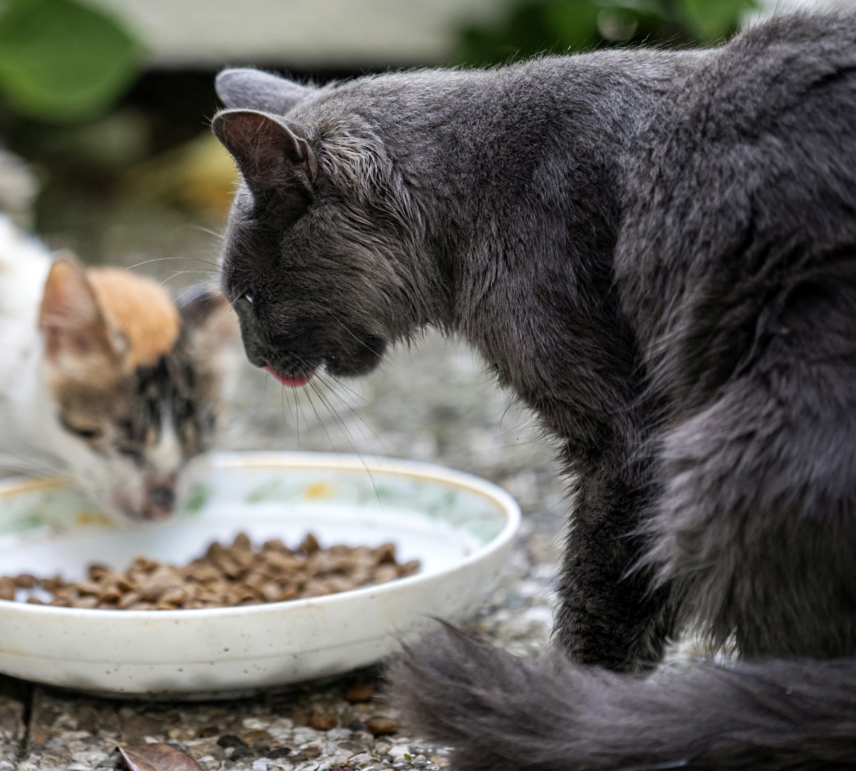 Royal Canin корм для собак и котов