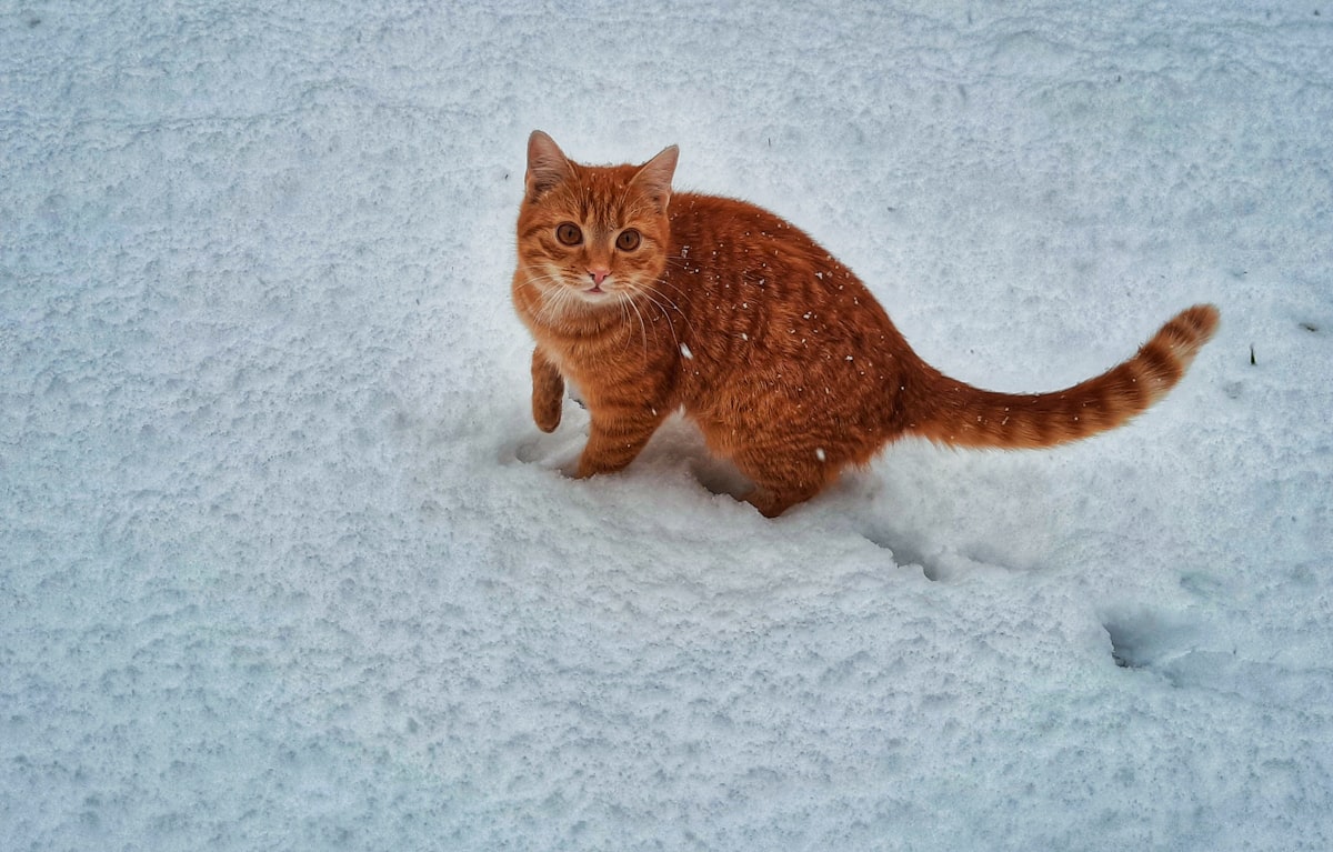Royal Canin корм для собак и котов