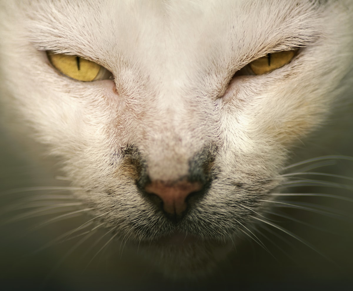 Royal Canin корм для собак и котов