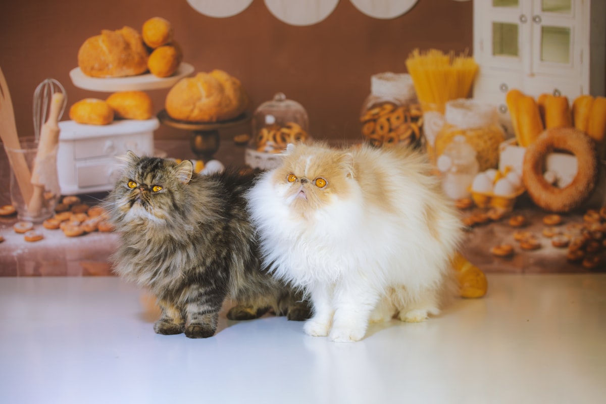 Royal Canin корм для собак и котов